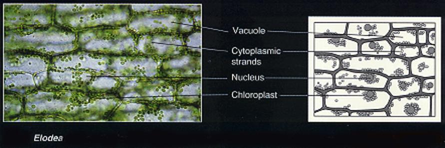 Особенности внутреннего строения элодеи. Поперечный срез листа элодеи под микроскопом. Поперечный срез элодеи. Строение стебля элодеи под микроскопом. Элодея внутреннее строение.